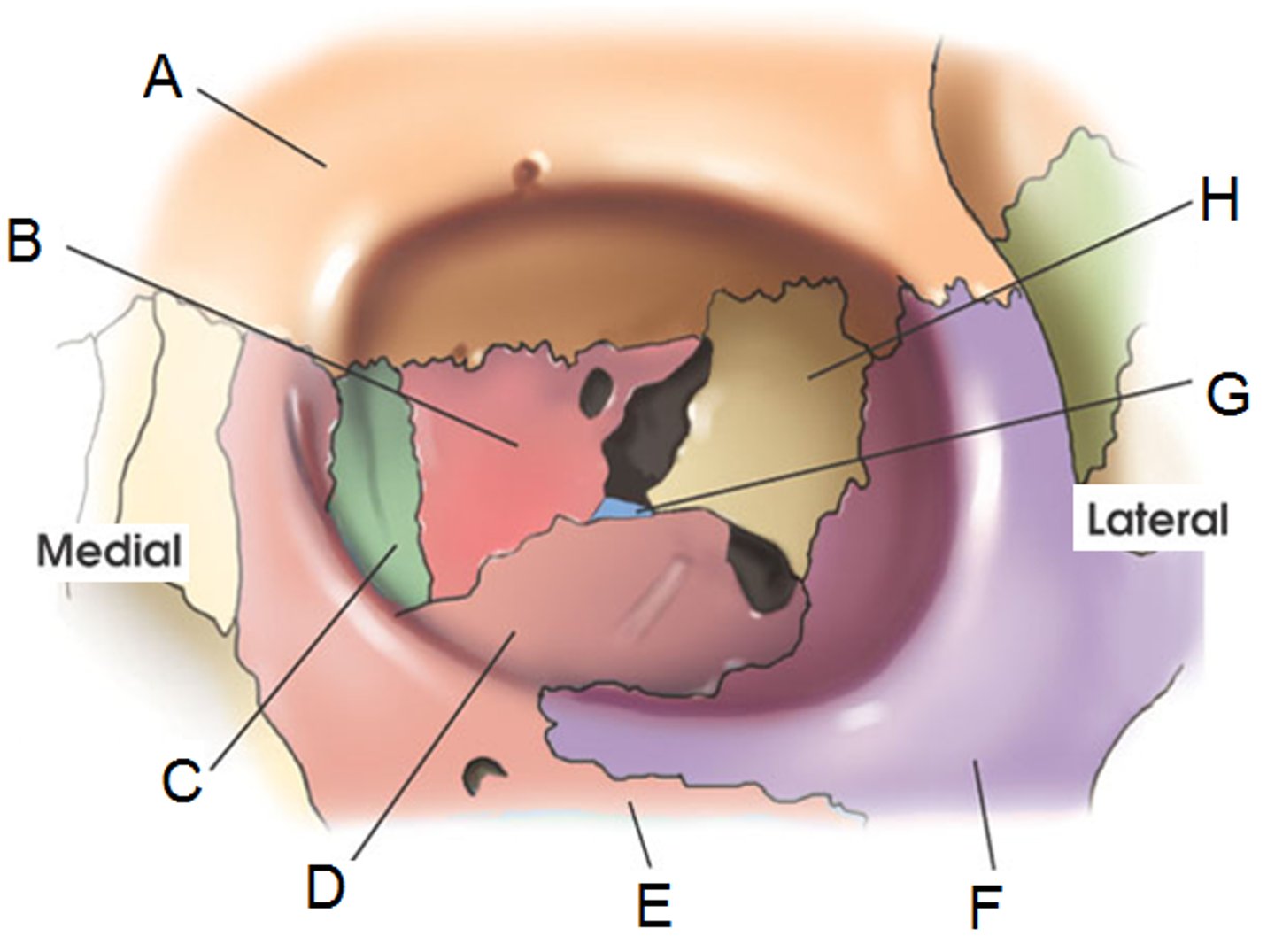 <p>What bone is D?</p>