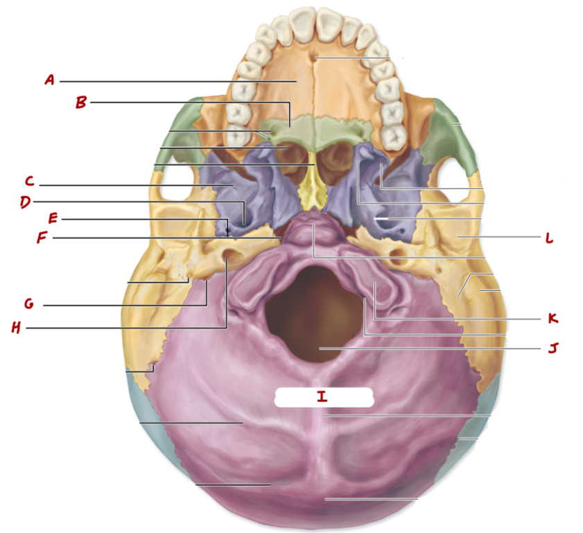 <p>Cranial Inferior</p>