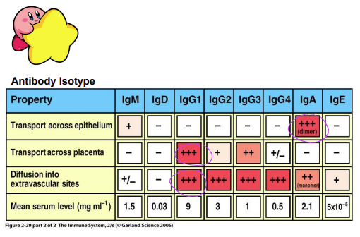 <p>Which antibody isotype can cross the epithelium the best?</p><p>a) IgM </p><p>b) IgG</p><p>c) IgA</p><p>d) IgE</p>
