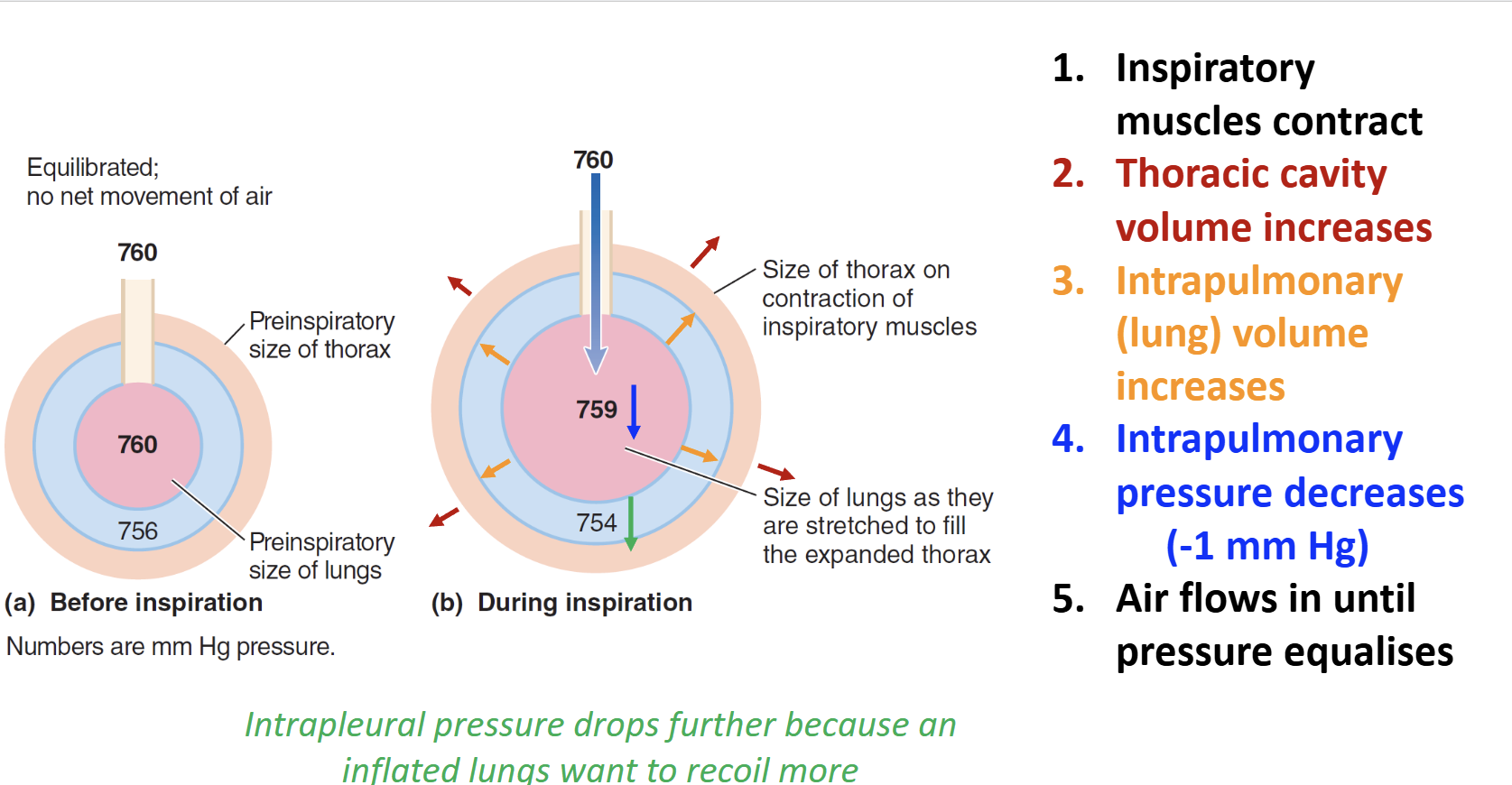 <p><strong>Inspiration:</strong></p><ul><li><p>Thoracic volume ↑</p></li><li><p>Lung volume ↑</p></li><li><p>Intrapulmonary pressure ↓</p></li><li><p>Air flows in</p></li></ul><p><strong>Expiration:</strong></p><ul><li><p>Thoracic volume ↓</p></li><li><p>Lung volume ↓</p></li><li><p>Intrapulmonary pressure ↑</p></li><li><p>Air flows out</p></li></ul><p></p><p>Note: I<span>ntrapleural pressure may drop further if the lungs are inflated even more, increasing more air intake.</span></p>