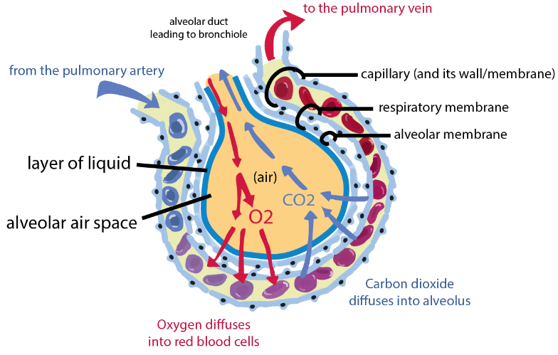<p>Diffusion only occurs if there is a concentration gradient</p><p>So, in the lungs, a concentration gradient is established, as the blood brought to the lungs always has a lower oxygen content than the air breathed in.</p>