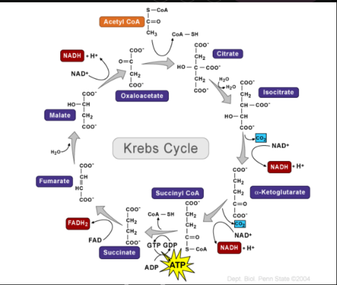 <ul><li><p>A.K.A Kreb’s Cycle&nbsp;</p></li><li><p>Result in oxidation of acetyl group to CO2&nbsp;</p></li><li><p>Completes the conversion of all carbon atoms originally in glucose to CO2&nbsp;</p></li><li><p>Synthesizes ATP, NADH and FADH2</p></li><li><p>Its main purpose is to fully oxidize the acetyl group from <strong>acetyl-CoA</strong> into <strong>carbon dioxide (CO₂)</strong> and capture high-energy electrons in the form of <strong>NADH</strong> and <strong>FADH₂</strong> for use in the <strong>electron transport chain</strong>.</p></li><li><p>The cycle also generates a small amount of ATP (or GTP).</p></li></ul><p></p>
