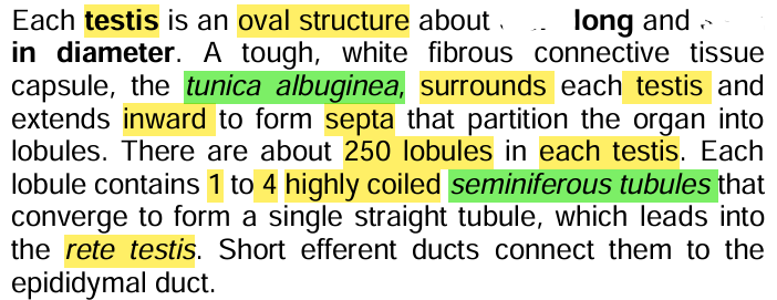 <p><strong><u>Testes Structure</u></strong></p>