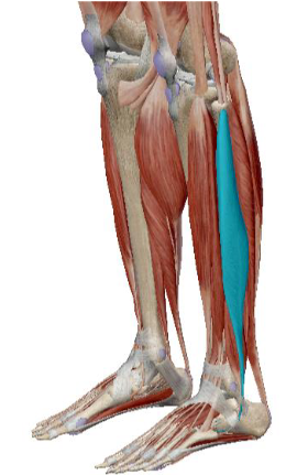 <p>what muscle is this</p>