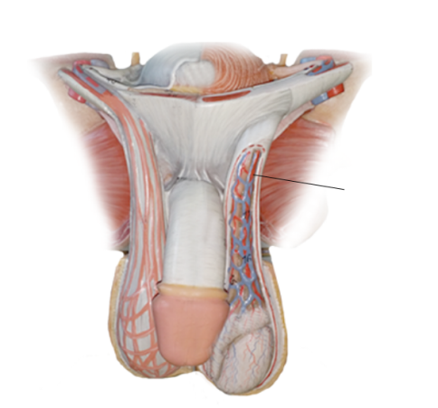 <p><span>Name the structure.</span></p>