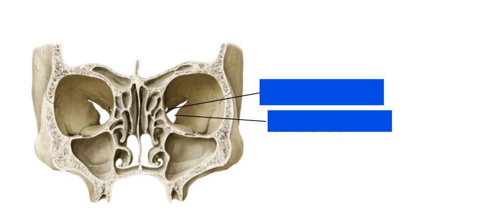 <p>label (with the nerves)</p>