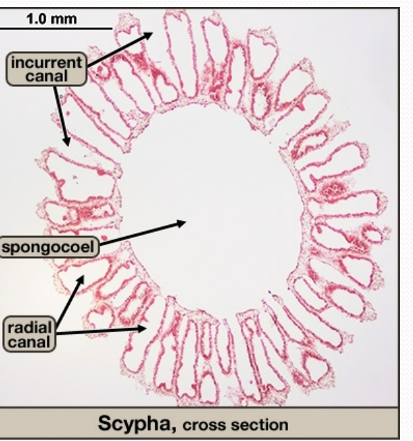 <p>Scypha uses the flagella on its choanocytes to draw water through its body so it can capture small suspended particles of food. The water is drawn in through the incurrent canals, passes through the radial canals, and finally out through the spongocoel. </p><p> The spongocoel is an empty space in the middle of the body. It is not comparable to the coelom of other animals, because there are no organs in it; it's just an empty tube through which water is expelled.</p>