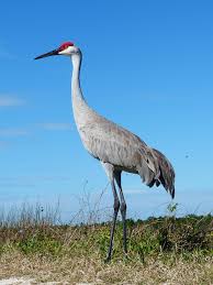 <p>Sandhill Crane</p>
