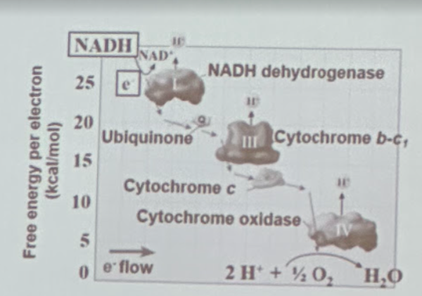 <p>Estimate the total charge in free energy per electron as it moves from NADH to oxygen through the electron transport chain? What is the function of ubiquinone in the electron transport chain?</p>