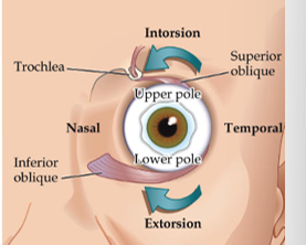 <p>rotate upper pole of eye nasally</p>