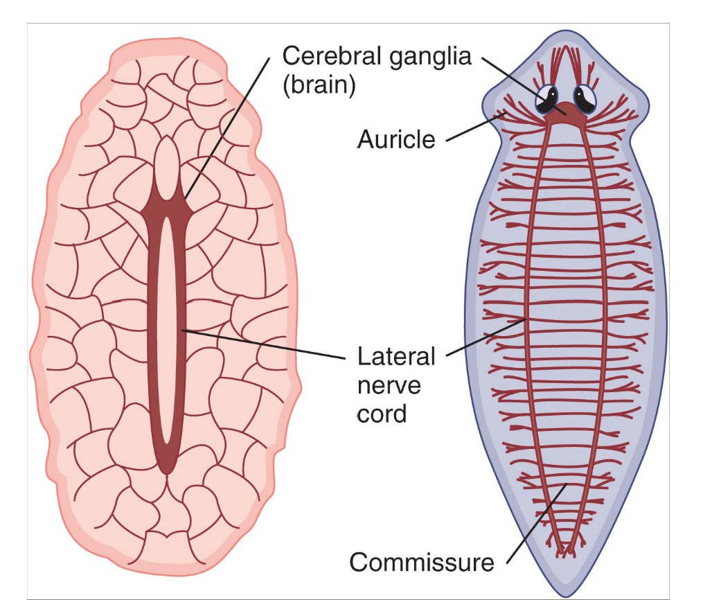 <p><strong>pair of ventral nerve cords</strong></p><p>some have netlike nerves extending into peripher, which <strong>coalesce into ganglia // </strong>others <strong>branch </strong>with segmental patterns where commissures connect nerve cords</p><p>consists of sensory and motor neurons</p>