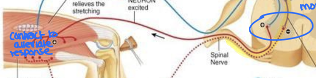 <p>Explain the spinal stretch reflex</p>