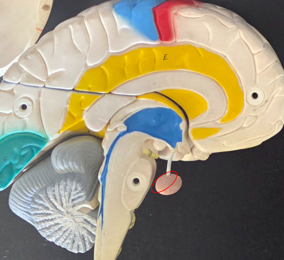 <p>Posterior Pituitary (on model and microscopy) </p>