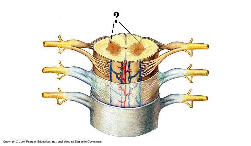 <p>Identify the indicated structure (be specific)</p>