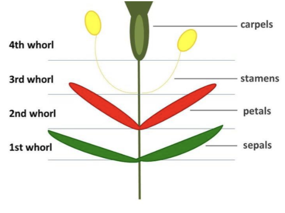<ol><li><p>Sepals - outermost</p></li><li><p>Petals - second whorl</p></li><li><p>Stamens - Third whorl </p></li><li><p>Carpel - innermost whorl</p></li></ol><p></p>
