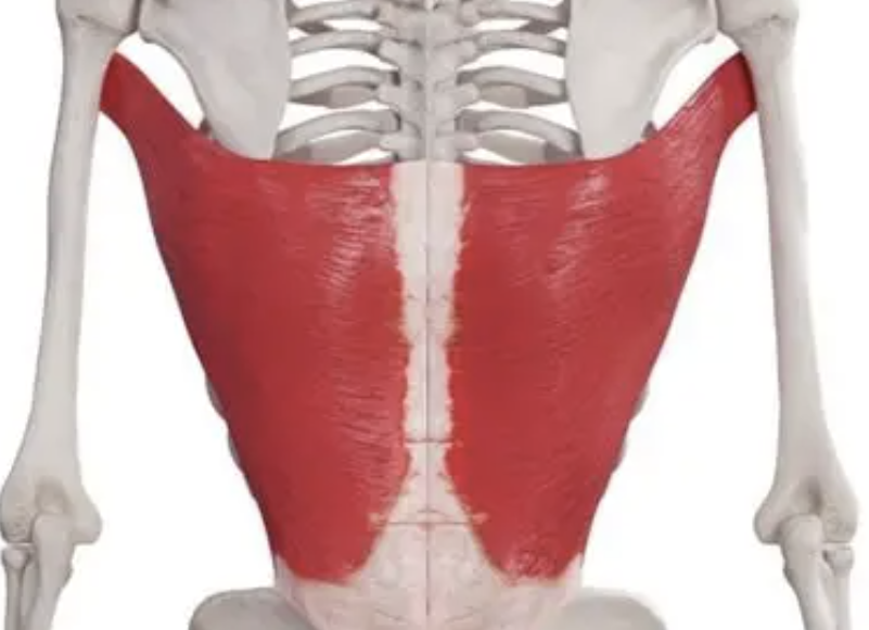<p>large, flat, triangular muscle that covers the lower back, It comes up from the lower half of the vertebral column and iliac crest (hip bone) and narrows to a rounded tendon attached to the front of the upper part of the humerus </p>