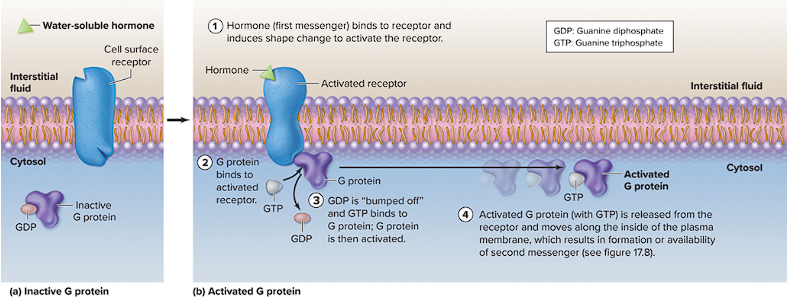 <p>Hydrophilic hormones mechanism of action</p>