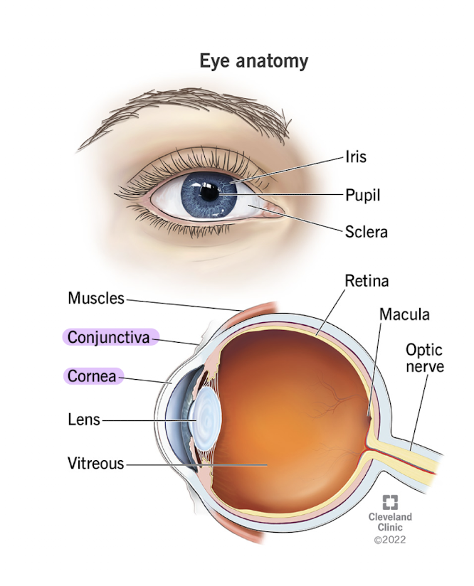 <p>produces fluid that protects eye surfaces</p>