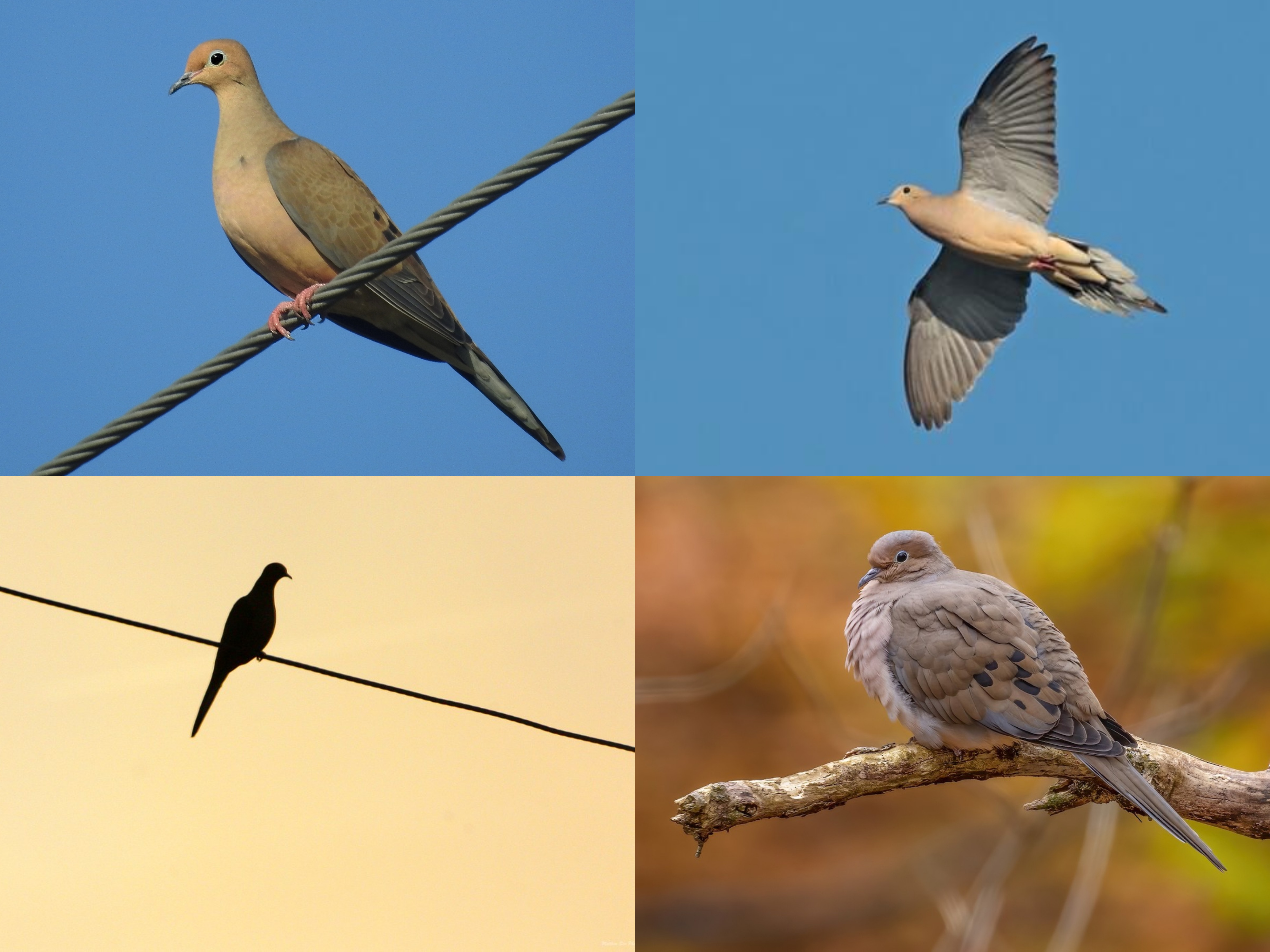 <p>Order: Columbiformes</p><p>CN: Mourning Dove</p><p>Alpha Code: MODO</p>