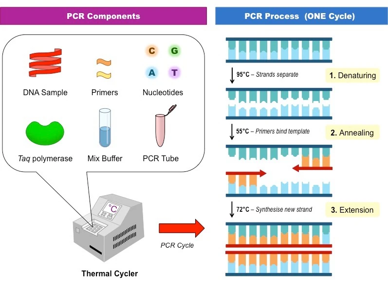 <p>Polymerase Chain Reaction (PCR) </p>