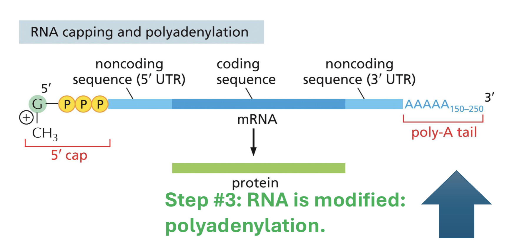 <p>polyadenylation</p>