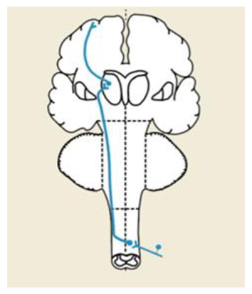 <p>Spinothalamic pathway</p>