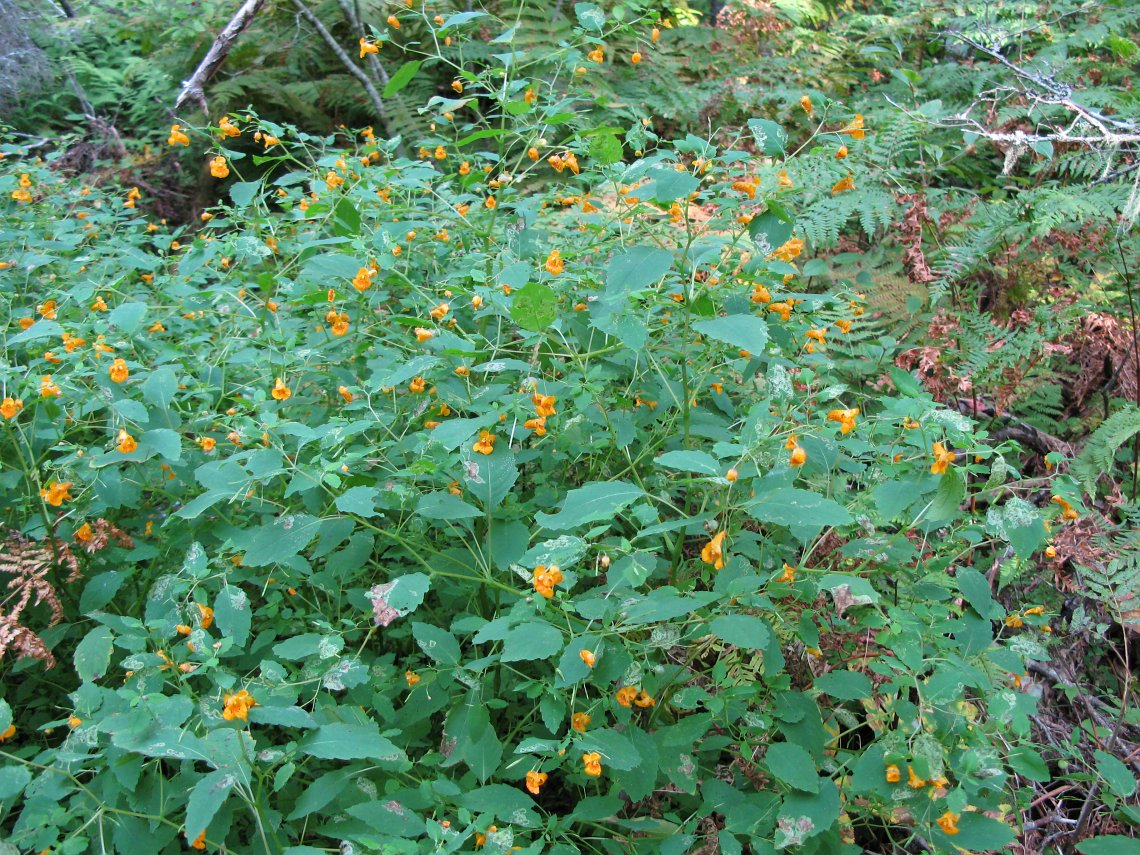 <p>Lush, dense patches of bright green herbs, growing in Shady, muddy spots, often mix with nettles and poison ivy.</p>