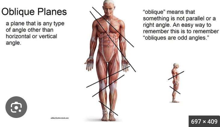<p>plane that cuts the body at an <strong>angle</strong> rather than straight along a standard plane</p>