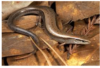 <p><span><span>Dark dorsal lateral stripes, no light stripes</span></span></p>