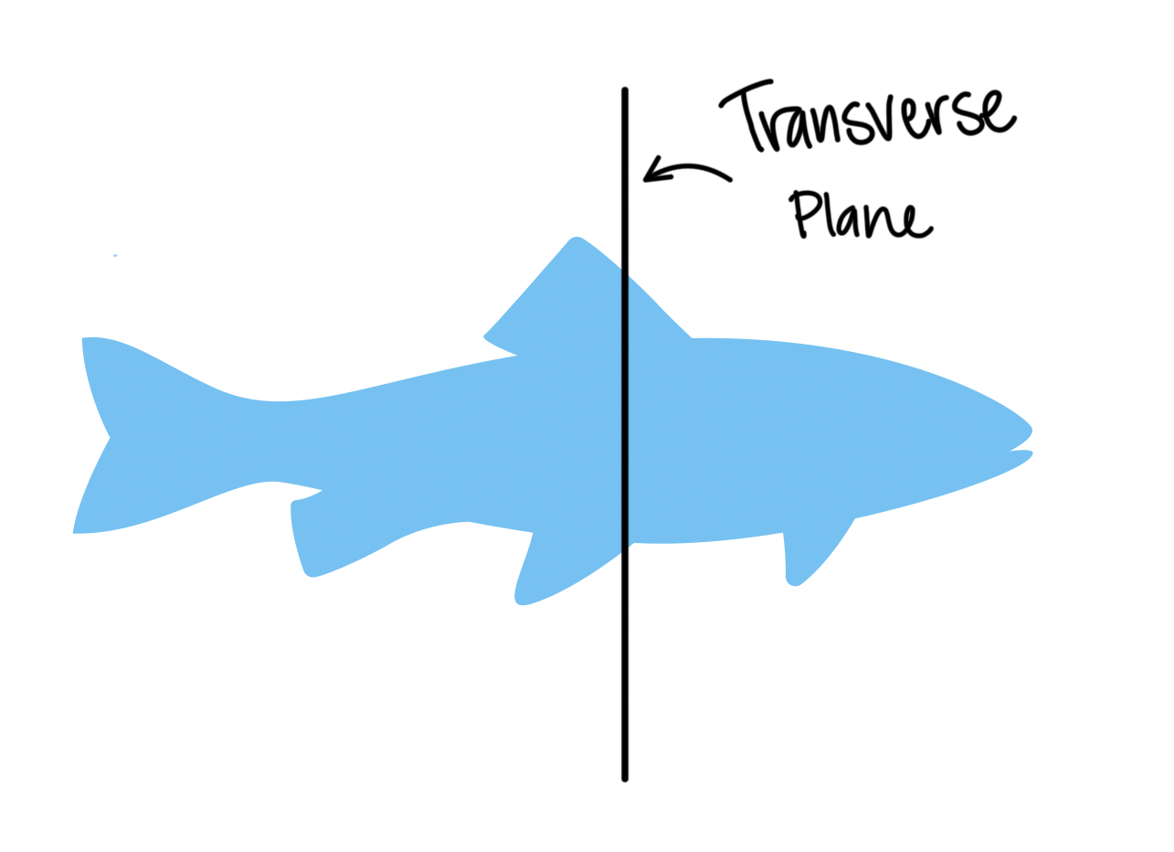 <p>splits into a front and back</p>