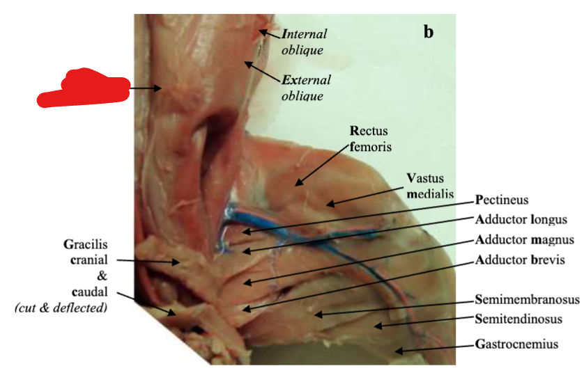 <p>Hind Leg</p>