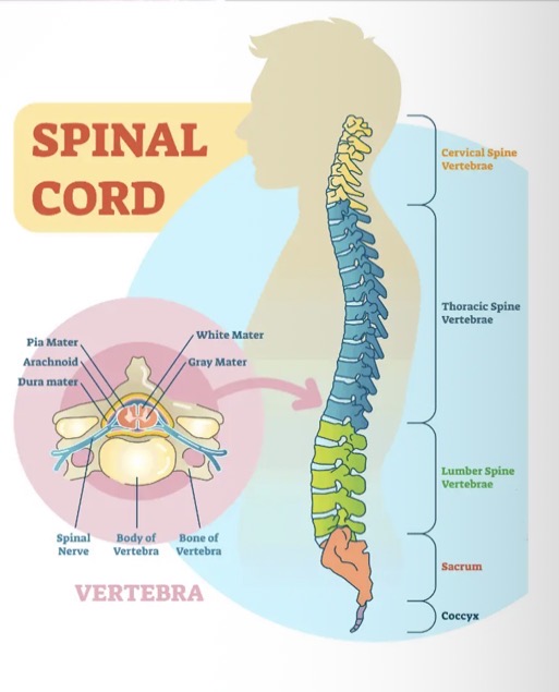 <ul><li><p>Cylindrical spinal cord is a continuation of the brain stem. </p></li><li><p>Extends from the foramen magnum (opening at the base of the skull) to the second lumbar vertebra. </p></li><li><p>The spinal cord provides a two-way conduction pathway to and from the brain, and it is a major reflex center. </p></li><li><p>The spinal cord is enclosed in the vertebral canal.</p></li></ul><p></p>
