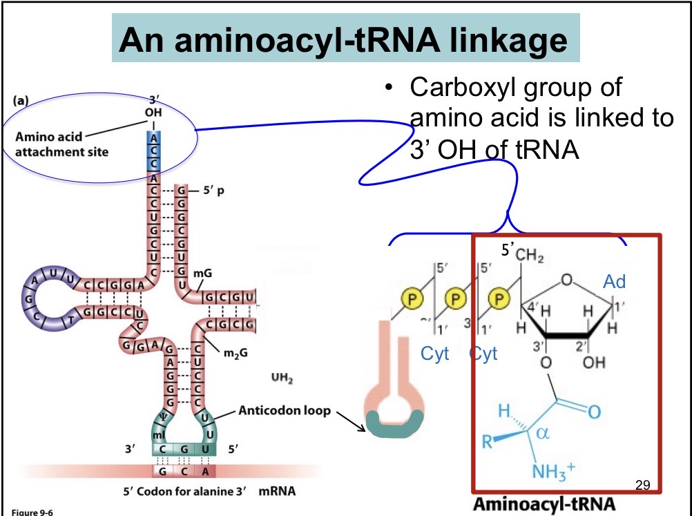 <p>Carboxyl group of amino acid is linked to 3’ OH of tRNA</p>