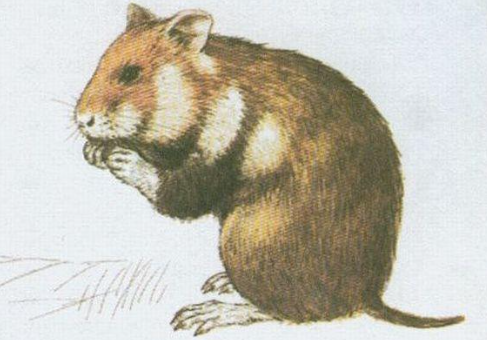 term image