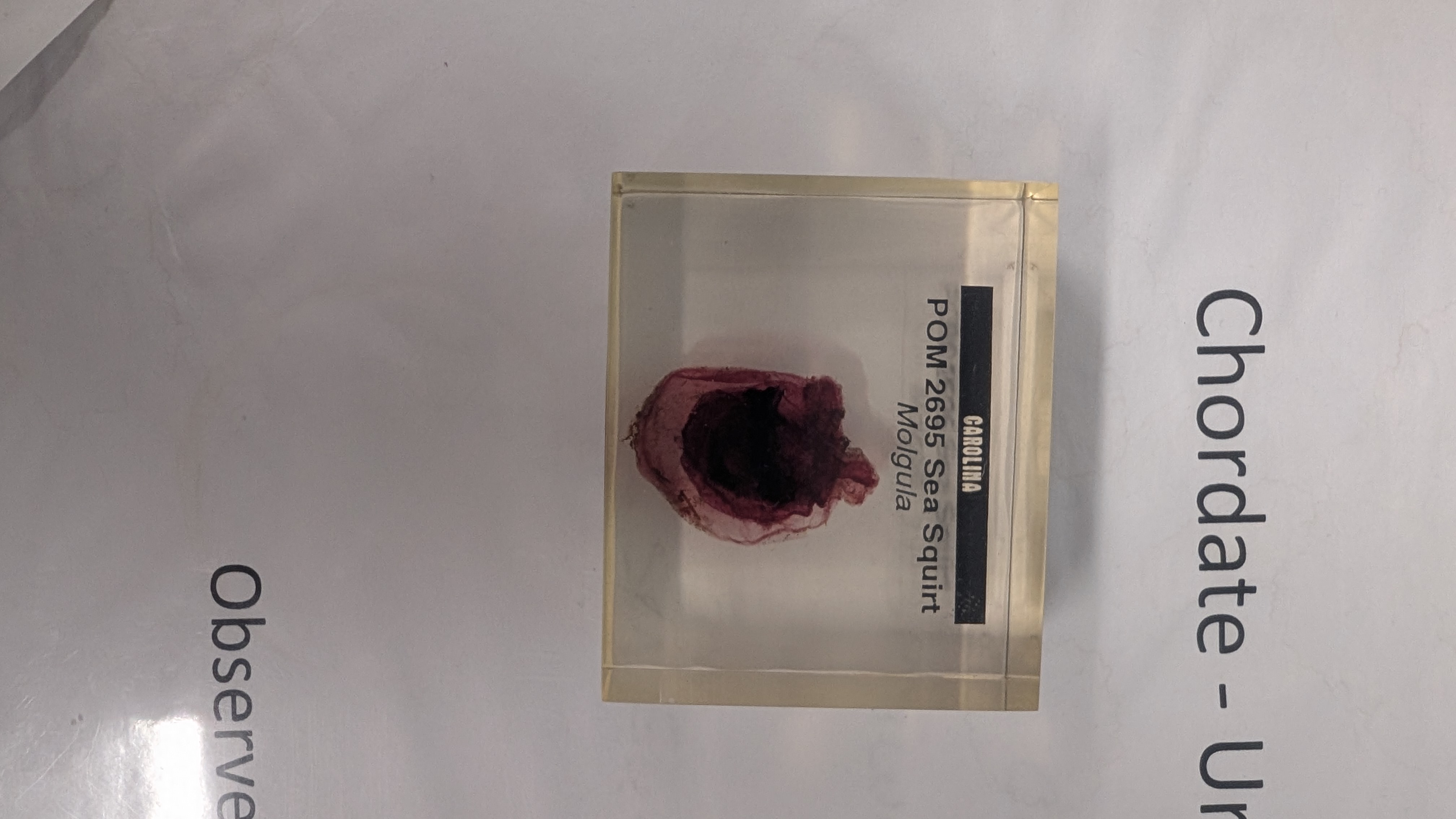 <p>Identify</p>