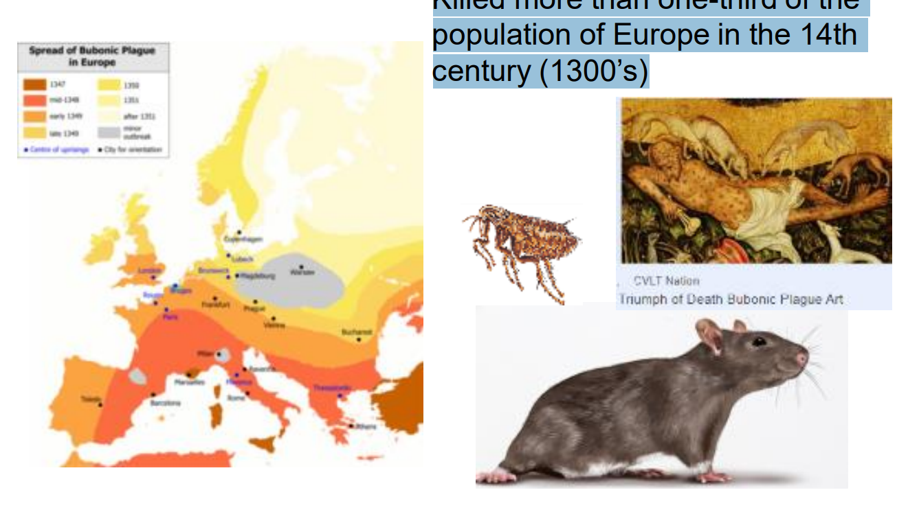 <p>Plague or ‘black death’. Bacteria Yersenia pestis</p><ul><li><p>Killed more than one-third of the population of Europe in the 14th century (1300’s)</p></li></ul><p>ex: COVID-19 virus, SARS-CoV-2</p>