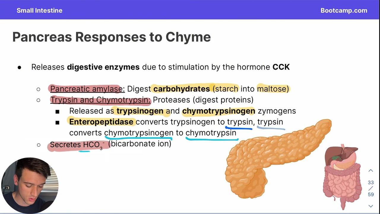 <p>converts trypisnogen into trypsin </p>