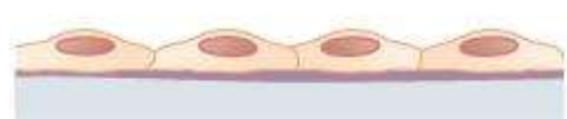 <p>What is this kind of tissue?</p>