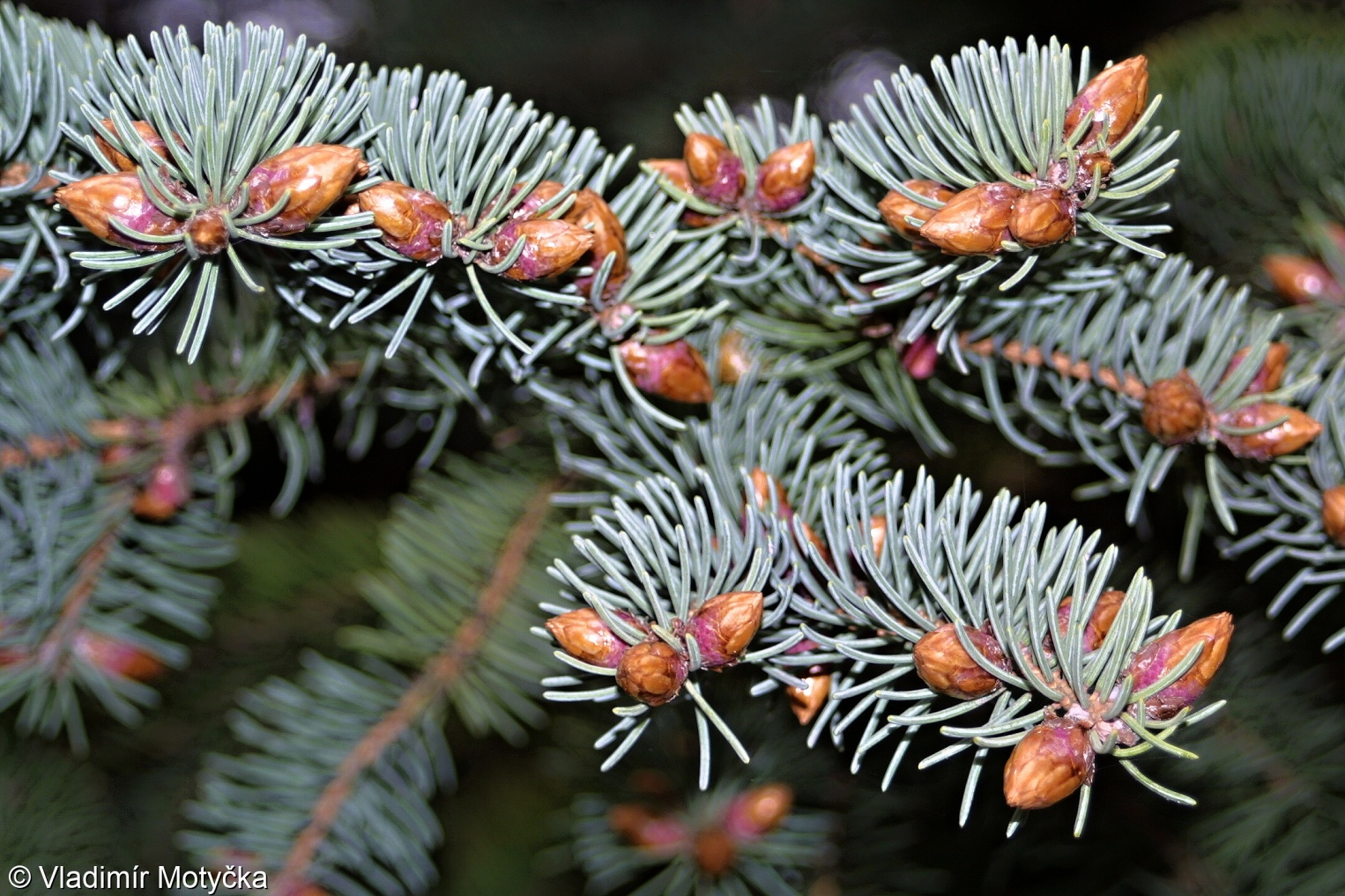 <p>tuhé velmi pichlavé <strong>sivomodré </strong>jehlice</p>