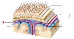 <p>located between the dura mater and arachnoid mater; contains lubricating serous fluid</p>