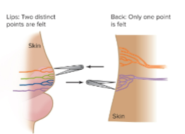 <p>the lips have more smaller sensory units, making you more likely to hit the two different fields compared to the back, where you have a larger field, so you are more likely to hit one field with two points </p>