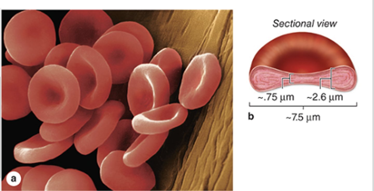 <p>What is the normal erythrocyte count for women?</p>