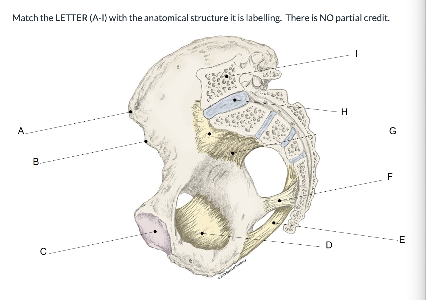 <p><span>Match the LETTER (A-I) with the anatomical structure it is labelling. &nbsp;There is NO partial credit.</span></p>