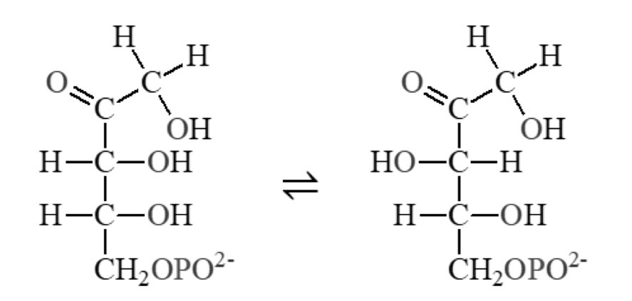 <p>What term best describes the type of enzyme that catalyzes this reaction?</p>