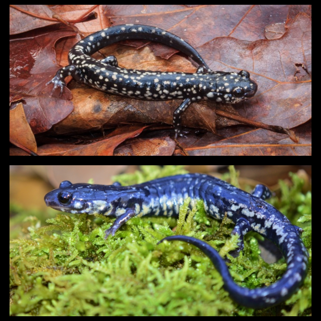 <p>Louisiana Slimy Salamander</p>