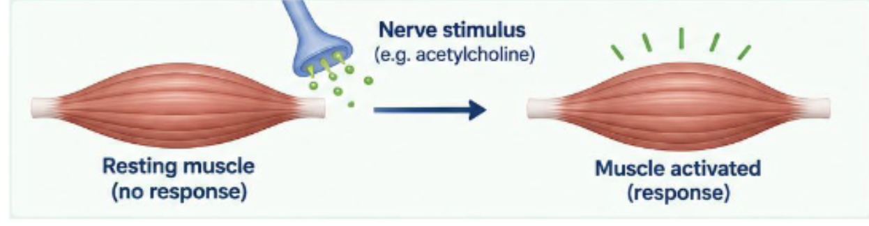 <ul><li><p>The ability to detect neural stimuli</p></li></ul><p></p><p>Muscle Fibers can respond to an appropriate stimulus (such as a nerve signal) by generating an electrical and mechanical response</p><p></p><p></p>