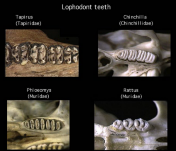 <p>Mammals characterized by ridges, or lophs (like loaves), connecting bridges between cusps (ex: chinchilla)</p>