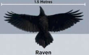 <ul><li><p>crows are smaller and have a fan shaped tail</p></li><li><p>ravens are larger and have a wedge shaped tail</p></li></ul><p></p>