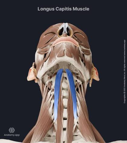 <p>O: TP C3-C6</p><p>I: basilar occipital bone</p><p>A: flexion and ipsilateral lateral flexion of head</p><p>N: C1-C3 ventral rami</p>