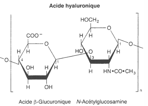 <p>Polysaccharide, <span style="font-family: Calibri, "sans-serif"; line-height: 115%;"><strong>motifs répétés</strong> reliés par des liaisons <strong>β(1→3) et β(1→4)</strong>.<br>Présent dans de nombreux <strong>liquides biologiques (liquide articulaire: synovial) et tissus conjonctifs</strong></span></p><p><span style="font-family: Calibri, "sans-serif"; line-height: 115%;"><strong>Barrière contre les substances étrangères</strong></span></p><p><span style="font-family: Calibri, "sans-serif"; line-height: 115%;"><strong>Dégradé par son Enzyme hyaluronidase (produite par des bactéries) </strong></span></p>